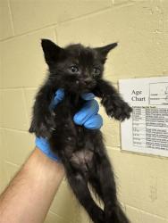 Shelter Stray Male Cat last seen NORTHGATE BLVD & W EL CAMINO AVE, 2127 Front St, Sacramento, CA 95818, USA