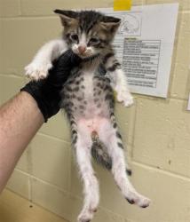 Shelter Stray Male Cat last seen NORTHGATE BLVD & W EL CAMINO AVE, 2127 Front St, Sacramento, CA 95818, USA