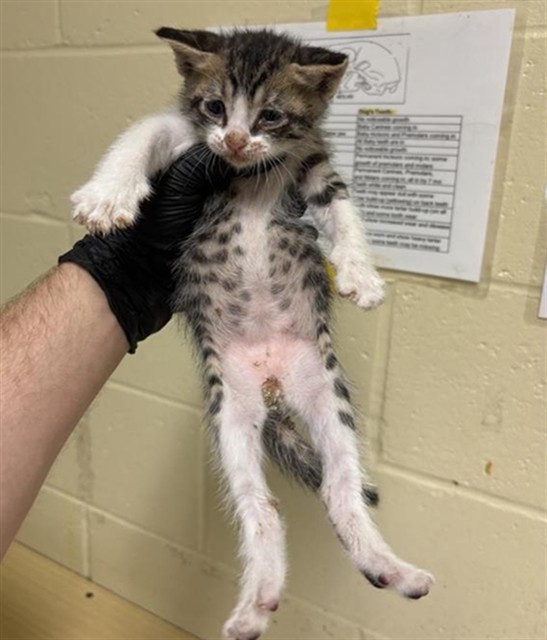 Shelter Stray Male Cat last seen NORTHGATE BLVD & W EL CAMINO AVE, 2127 Front St, Sacramento, CA 95818, USA