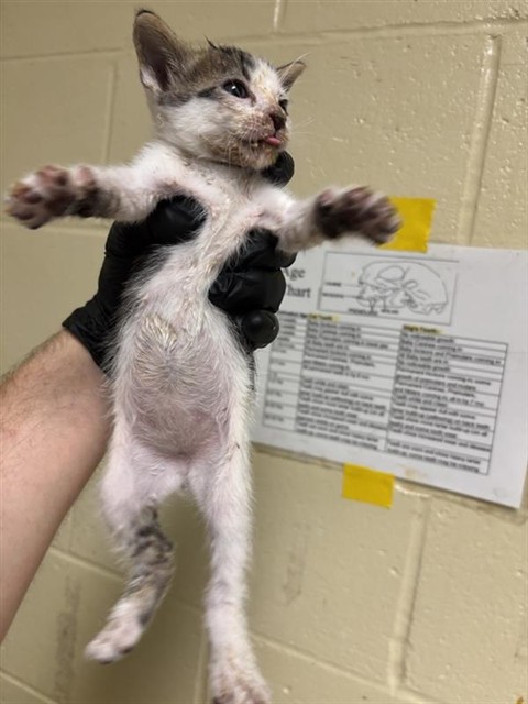 Shelter Stray Male Cat last seen NORTHGATE BLVD & W EL CAMINO AVE, 2127 Front St, Sacramento, CA 95818, USA