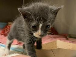 Shelter Stray Female Cat last seen RIVERSIDE BLVD & UNNAMED RD, 2127 Front St, Sacramento, CA 95818, USA