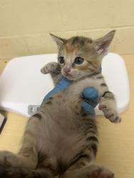 Shelter Stray Male Cat last seen LUTHER DR & FLORIN RD, 2127 Front St, Sacramento, CA 95818, USA
