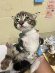 Shelter Stray Male Cat last seen LUTHER DR & FLORIN RD, 2127 Front St, Sacramento, CA 95818, USA