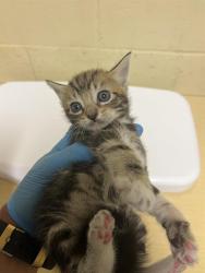 Shelter Stray Male Cat last seen LUTHER DR & FLORIN RD, 2127 Front St, Sacramento, CA 95818, USA