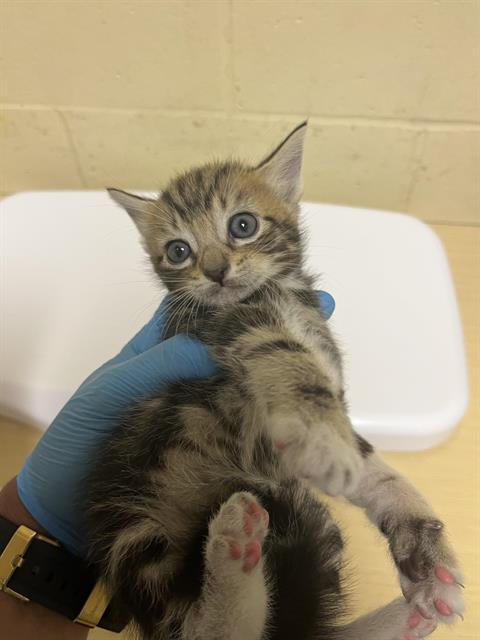 Shelter Stray Male Cat last seen LUTHER DR & FLORIN RD, 2127 Front St, Sacramento, CA 95818, USA