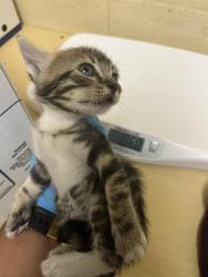Shelter Stray Female Cat last seen LUTHER DR & FLORIN RD, 2127 Front St, Sacramento, CA 95818, USA