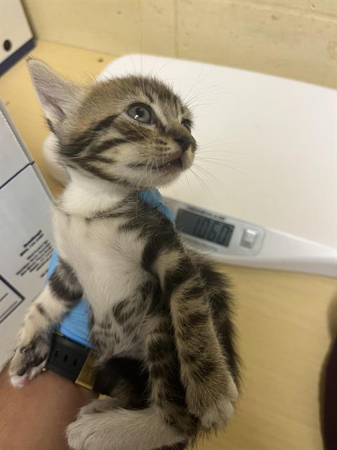 Shelter Stray Female Cat last seen LUTHER DR & FLORIN RD, 2127 Front St, Sacramento, CA 95818, USA