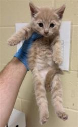 Shelter Stray Female Cat last seen CONCORD RD & 25TH AVE, 2127 Front St, Sacramento, CA 95818, USA