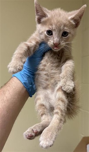 Shelter Stray Male Cat last seen CONCORD RD & 25TH AVE, 2127 Front St, Sacramento, CA 95818, USA