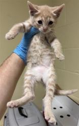 Shelter Stray Female Cat last seen CONCORD RD & 25TH AVE, 2127 Front St, Sacramento, CA 95818, USA