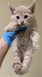 Shelter Stray Male Cat last seen CONCORD RD & 25TH AVE, 2127 Front St, Sacramento, CA 95818, USA