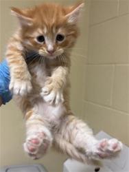 Shelter Stray Male Cat last seen CONCORD RD & 25TH AVE, 2127 Front St, Sacramento, CA 95818, USA