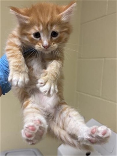 Shelter Stray Male Cat last seen CONCORD RD & 25TH AVE, 2127 Front St, Sacramento, CA 95818, USA