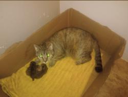 Reunited Female Cat last seen 1st street, west av d, Bismarck, ND 58501