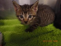 Shelter Stray Female Cat last seen ST CHARLES CO, 4850 Mid Rivers Mall Dr, St Peters, MO 63376, USA