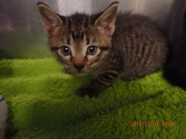 Shelter Stray Female Cat last seen ST CHARLES CO, 4850 Mid Rivers Mall Dr, St Peters, MO 63376, USA