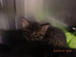 Shelter Stray Female Cat last seen ST CHARLES CO, 4850 Mid Rivers Mall Dr, St Peters, MO 63376, USA