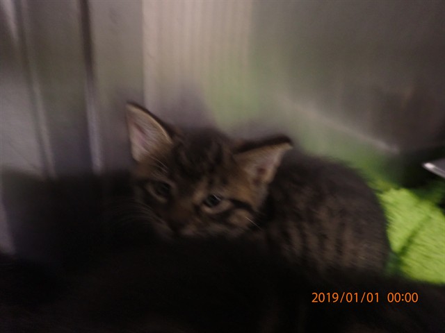 Shelter Stray Female Cat last seen ST CHARLES CO, 4850 Mid Rivers Mall Dr, St Peters, MO 63376, USA