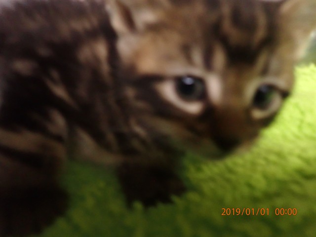 Shelter Stray Male Cat last seen ST CHARLES CO, 4850 Mid Rivers Mall Dr, St Peters, MO 63376, USA