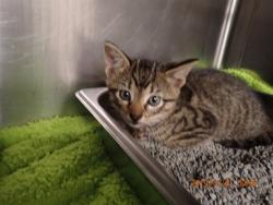 Shelter Stray Male Cat last seen ST CHARLES CO, 4850 Mid Rivers Mall Dr, St Peters, MO 63376, USA