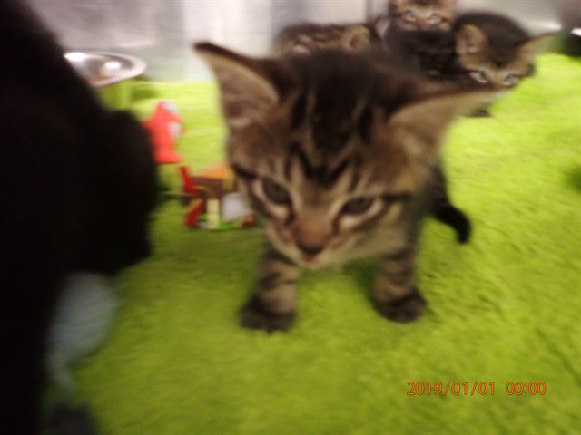 Shelter Stray Female Cat last seen ST CHARLES CO, 4850 Mid Rivers Mall Dr, St Peters, MO 63376, USA