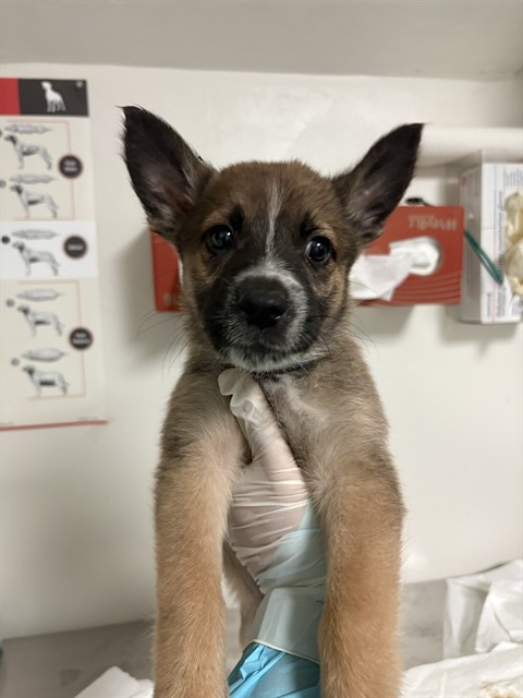 Shelter Stray Male Dog last seen Near BLOCK BEARDSLEY AVE, BAKERSFIELD CA 93308, 3951 Fruitvale Ave, Bakersfield, CA 93308, USA