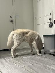 Found/Stray Male Dog last seen N 130th lane, Glendale, AZ, Glendale, AZ 85307