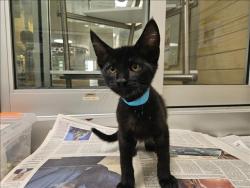 Shelter Stray Male Cat last seen , 3201 Lacy St, Los Angeles, CA 90031, USA
