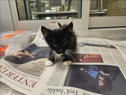Shelter Stray Female Cat last seen , 3201 Lacy St, Los Angeles, CA 90031, USA