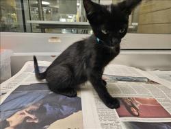 Shelter Stray Female Cat last seen , 3201 Lacy St, Los Angeles, CA 90031, USA