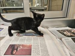 Shelter Stray Female Cat last seen , 3201 Lacy St, Los Angeles, CA 90031, USA