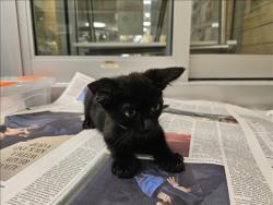 Shelter Stray Female Cat last seen , 3201 Lacy St, Los Angeles, CA 90031, USA