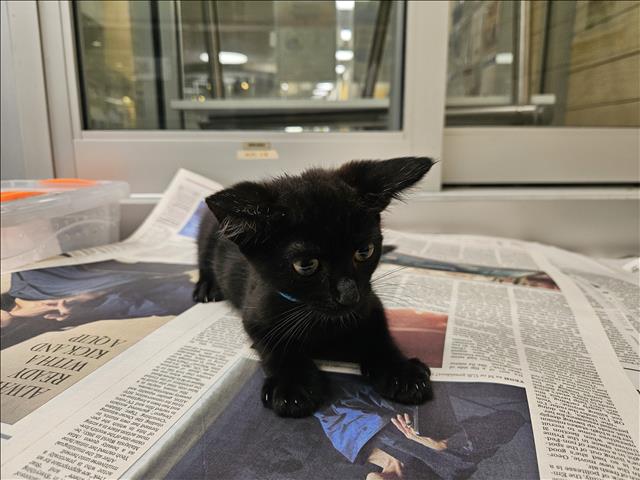 Shelter Stray Female Cat last seen , 3201 Lacy St, Los Angeles, CA 90031, USA