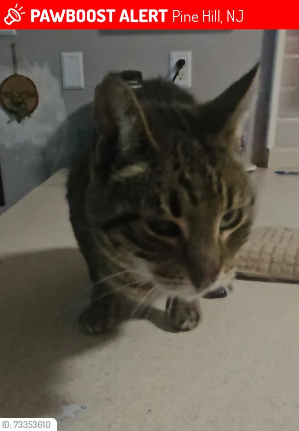 Lost Female Cat last seen Pine street coverdale, Pine Hill, NJ 08021