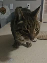 Lost Female Cat last seen Pine street coverdale, Pine Hill, NJ 08021