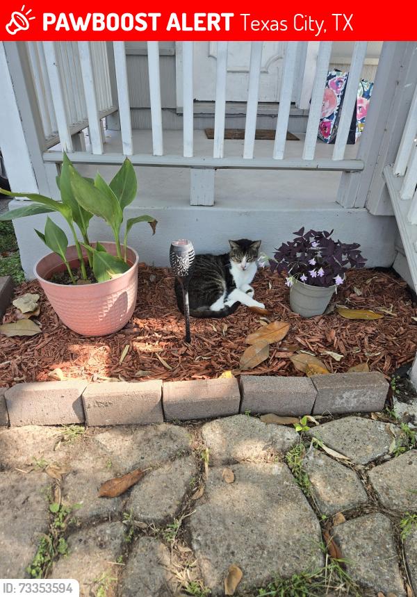 Lost Male Cat last seen Texas city high school, Texas City, TX 77590