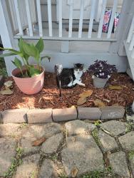 Lost Male Cat last seen Texas city high school, Texas City, TX 77590