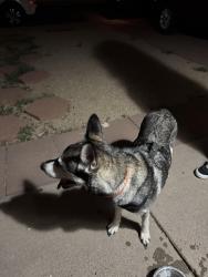 Found/Stray Female Dog last seen 61st Ave and Missouri Ave, Glendale, AZ 85301
