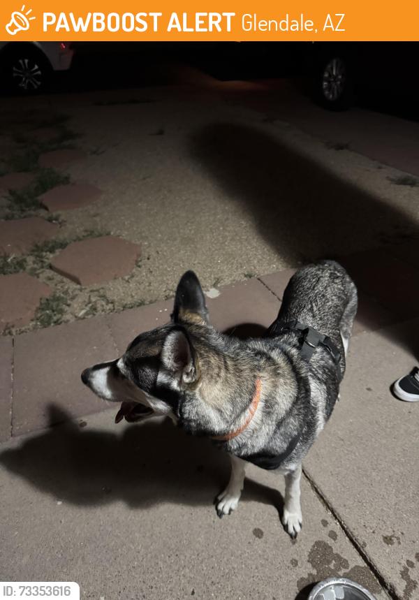 Found/Stray Female Dog last seen 61st Ave and Missouri Ave, Glendale, AZ 85301