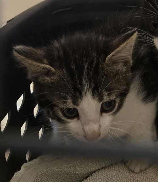 Shelter Stray Male Cat last seen Near BLOCK PEARL ST, 12155 Park Blvd, Brighton, CO 80601, USA
