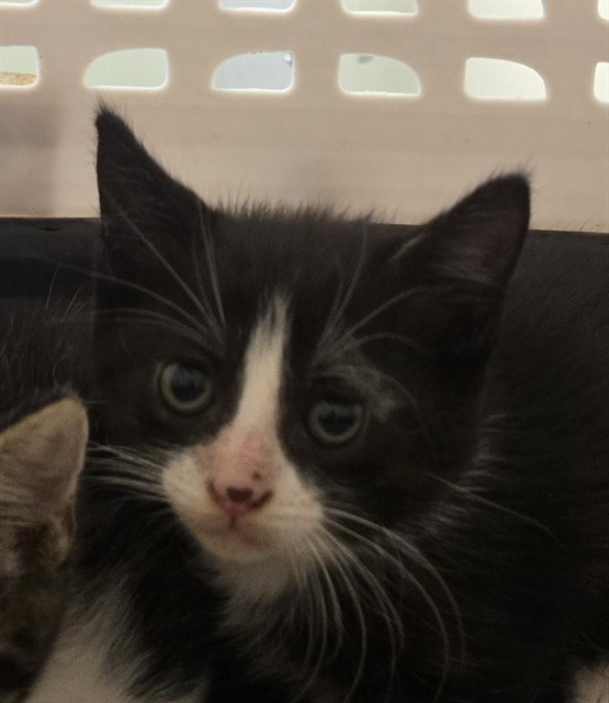 Shelter Stray Male Cat last seen Near BLOCK PEARL ST, 12155 Park Blvd, Brighton, CO 80601, USA