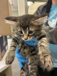 Shelter Stray Female Cat last seen Near BLOCK BRIGHTON RD, 12155 Park Blvd, Brighton, CO 80601, USA