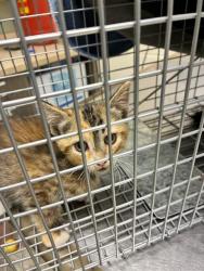 Shelter Stray Female Cat last seen Near BLOCK PEARL ST, 12155 Park Blvd, Brighton, CO 80601, USA
