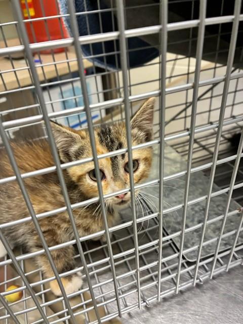 Shelter Stray Female Cat last seen Near BLOCK PEARL ST, 12155 Park Blvd, Brighton, CO 80601, USA