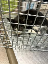 Shelter Stray Male Cat last seen Near BLOCK PEARL ST, 12155 Park Blvd, Brighton, CO 80601, USA