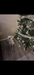 Reunited Male Dog last seen Hudson Ave, Grand Prairie, TX 75052, USA, Grand Prairie, TX 75052