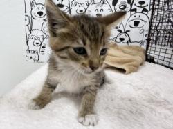 Shelter Stray Female Cat last seen , 957 N Gaffey St, San Pedro, CA 90731, USA