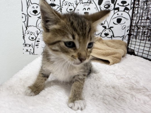 Shelter Stray Female Cat last seen , 957 N Gaffey St, San Pedro, CA 90731, USA
