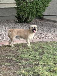 Reunited Male Dog last seen Power/Baseline, Mesa, AZ 85209