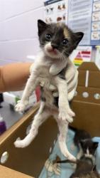 Shelter Stray Female Cat last seen Near BLOCK FOREST ST, 2020 Forest St, Jacksonville, FL 32204, USA